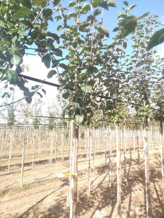 Malus d. 'Kaiser Wilhelm' 8-10 Hoogstam wortelgoed - afbeelding 2