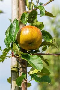 Malus d. 'Melrose' 10-12 Hoogstam wortelgoed - afbeelding 3