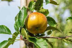 Malus d. 'Melrose' 6-8 Hoogstam wortelgoed - afbeelding 2