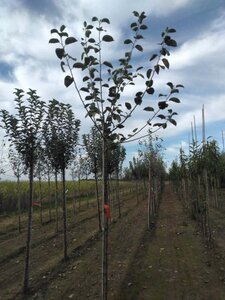 Malus d. 'Rode Boskoop' 10-12 Hoogstam wortelgoed - afbeelding 3