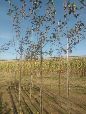 Malus d. 'Rode Boskoop' 10-12 STA BR - image 10