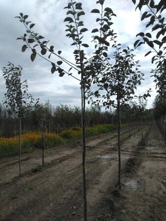 Malus d. 'Rode Boskoop' 8-10 Hoogstam wortelgoed - afbeelding 8