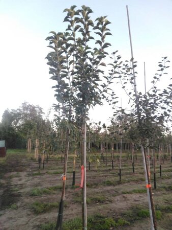 Malus d. 'Reine des Reinettes' 10-12 Hoogstam wortelgoed - afbeelding 2