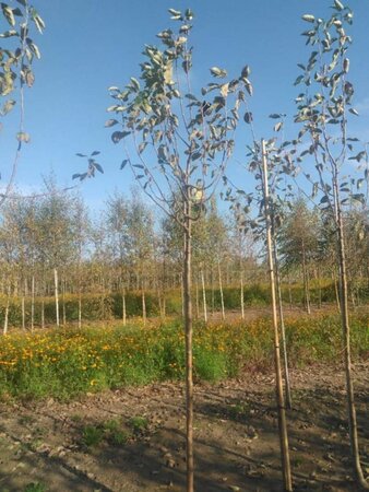 Malus d. 'Transparente Blanche' (vroeg)'=Weisser Klarapfel= oogst 10-12 Hoogstam wortelgoed - afbeelding 2