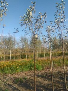 Malus d. 'Transparente Blanche' (vroeg)'=Weisser Klarapfel= oogst 10-12 Hoogstam wortelgoed - afbeelding 2