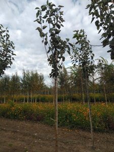 Malus d. 'Transparente Blanche' (vroeg)'=Weisser Klarapfel= oogst 8-10 Hoogstam wortelgoed - afbeelding 3