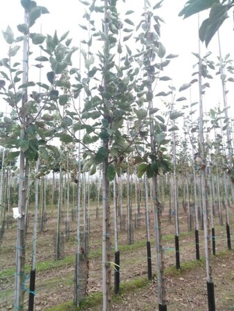 Malus d. 'Transparente Blanche' (vroeg)'=Weisser Klarapfel= oogst 8-10 Hoogstam wortelgoed - afbeelding 4