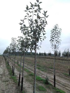 Malus d. 'Transparente Blanche' (vroeg)'=Weisser Klarapfel= oogst 8-10 Hoogstam wortelgoed - afbeelding 2