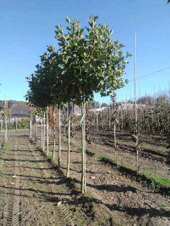 Platanus hisp. 'Alphen's Globe' 14-16 Hoogstam wortelgoed 2 X verplant