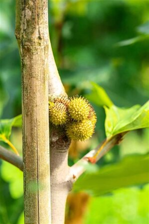 Platanus or. 'Minaret' 10-12 Hoogstam wortelgoed - afbeelding 2