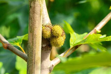 Platanus or. 'Minaret' 30-35 Hoogstam draadkluit 4 X verplant - afbeelding 1