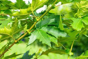 Platanus or. 'Minaret' 30-35 Hoogstam draadkluit 4 X verplant - afbeelding 9