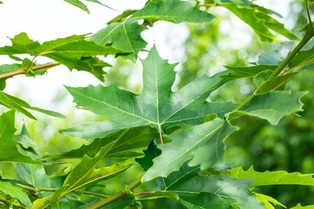 Platanus or. 'Minaret' 30-35 Hoogstam draadkluit 4 X verplant - afbeelding 7