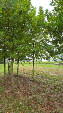 Platanus or. 'Minaret' 30-35 Hoogstam draadkluit 4 X verplant - afbeelding 10