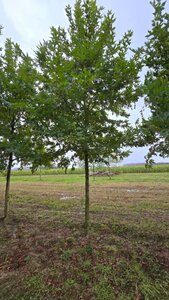 Platanus or. 'Minaret' 35-40 Hoogstam draadkluit 4 X verplant - afbeelding 10