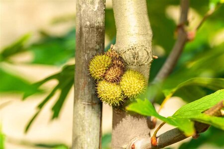 Platanus or. 'Minaret' 35-40 Hoogstam draadkluit 4 X verplant - afbeelding 5