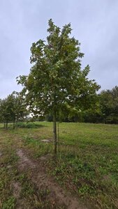 Platanus or. 'Minaret' 40-45 Hoogstam draadkluit 4 X verplant - afbeelding 10