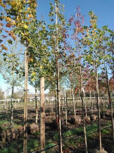 Platanus orientalis 10-12 Hoogstam draadkluit