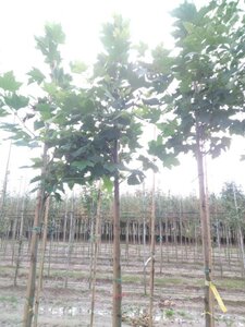 Platanus orientalis 10-12 Hoogstam wortelgoed - afbeelding 2