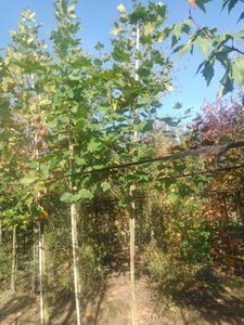 Platanus orientalis 10-12 Hoogstam wortelgoed - afbeelding 1