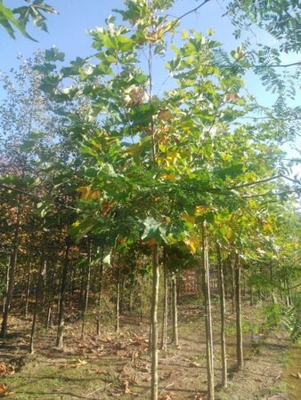 Platanus orientalis 14-16 Hoogstam wortelgoed 2 X verplant