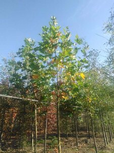 Platanus orientalis 16-18 Hoogstam draadkluit 3 X verplant