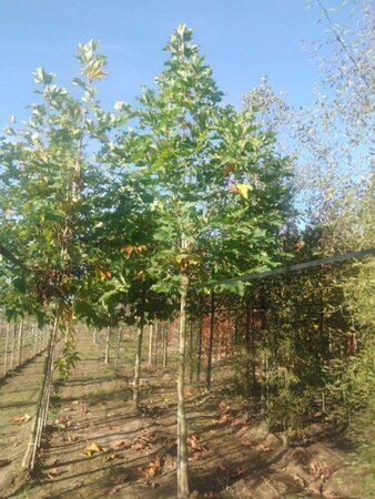 Platanus orientalis 18-20 Hoogstam draadkluit 3 X verplant