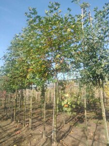 Platanus orientalis 20-25 Hoogstam draadkluit 3 X verplant