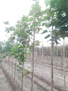 Platanus orientalis 8-10 Hoogstam wortelgoed