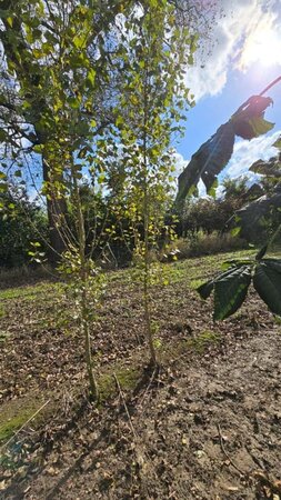 Populus nigra 'Italica' 10-12 cm wortelgoed geveerd - afbeelding 2