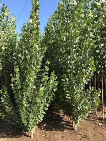 Populus nigra 'Italica' 10-12 cm wortelgoed geveerd - afbeelding 1