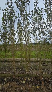 Populus nigra 'Italica' 12-14 cm wortelgoed geveerd 2 X verplant - afbeelding 3