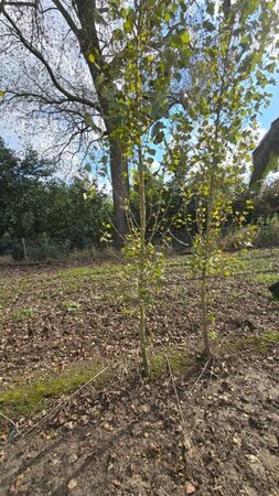 Populus nigra 'Italica' 12-14 cm wortelgoed geveerd 2 X verplant - afbeelding 2