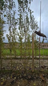 Populus nigra 'Italica' 14-16 cm wortelgoed geveerd 3 X verplant - afbeelding 4