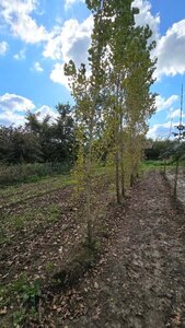 Populus nigra 'Italica' 14-16 cm wortelgoed geveerd 3 X verplant - afbeelding 1