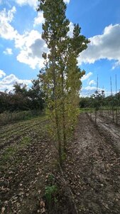 Populus nigra 'Italica' 16-18 cm draadkluit geveerd 3 X verplant - afbeelding 1