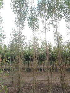 Populus nigra 'Italica' 16-18 cm draadkluit geveerd 3 X verplant - afbeelding 2