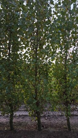 Populus nigra 'Italica' 16-18 cm draadkluit geveerd 3 X verplant - afbeelding 3