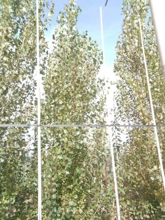 Populus nigra 'Italica' 20-25 cm draadkluit geveerd 4 X verplant - afbeelding 3