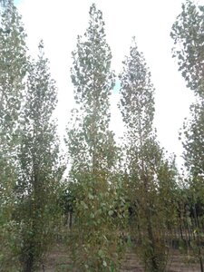 Populus nigra 'Italica' 20-25 cm draadkluit geveerd 4 X verplant - afbeelding 1