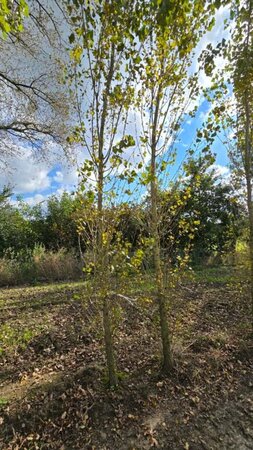 Populus nigra 'Italica' 20-25 cm draadkluit geveerd 4 X verplant - afbeelding 2