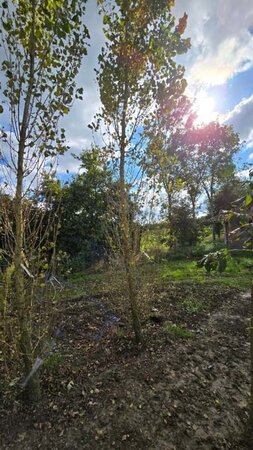 Populus nigra 'Italica' 25-30 cm draadkluit geveerd 4 X verplant - afbeelding 2