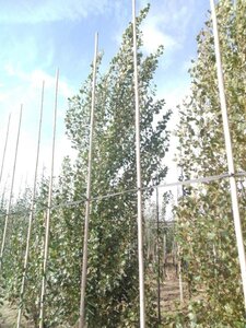 Populus nigra 'Italica' 25-30 cm draadkluit geveerd 4 X verplant - afbeelding 3