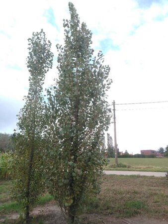 Populus nigra 'Italica' 25-30 cm draadkluit geveerd 4 X verplant - afbeelding 1