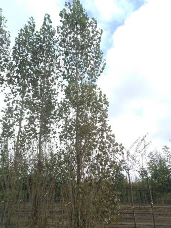 Populus nigra 'Italica' 30-35 cm draadkluit geveerd 4 X verplant