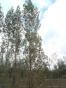 Populus nigra 'Italica' 30-35 cm draadkluit geveerd 4 X verplant