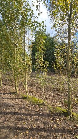 Populus nigra 'Italica' 6-8 cm wortelgoed geveerd