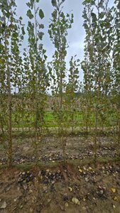 Populus nigra 'Italica' 8-10 cm wortelgoed geveerd - afbeelding 2