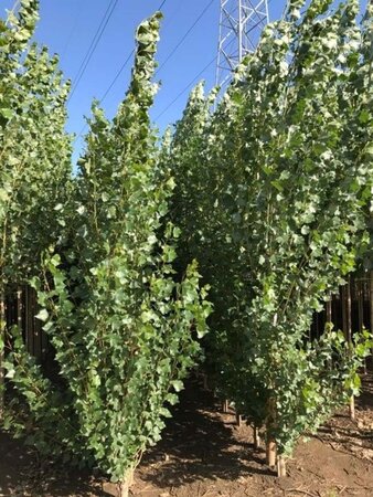 Populus nigra 'Italica' 8-10 cm wortelgoed geveerd - afbeelding 3