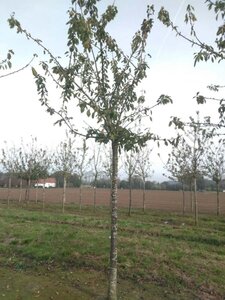 Prunus a. 'Big. Blanc et Rose' 30-35 Hoogstam draadkluit 4 X verplant - afbeelding 1